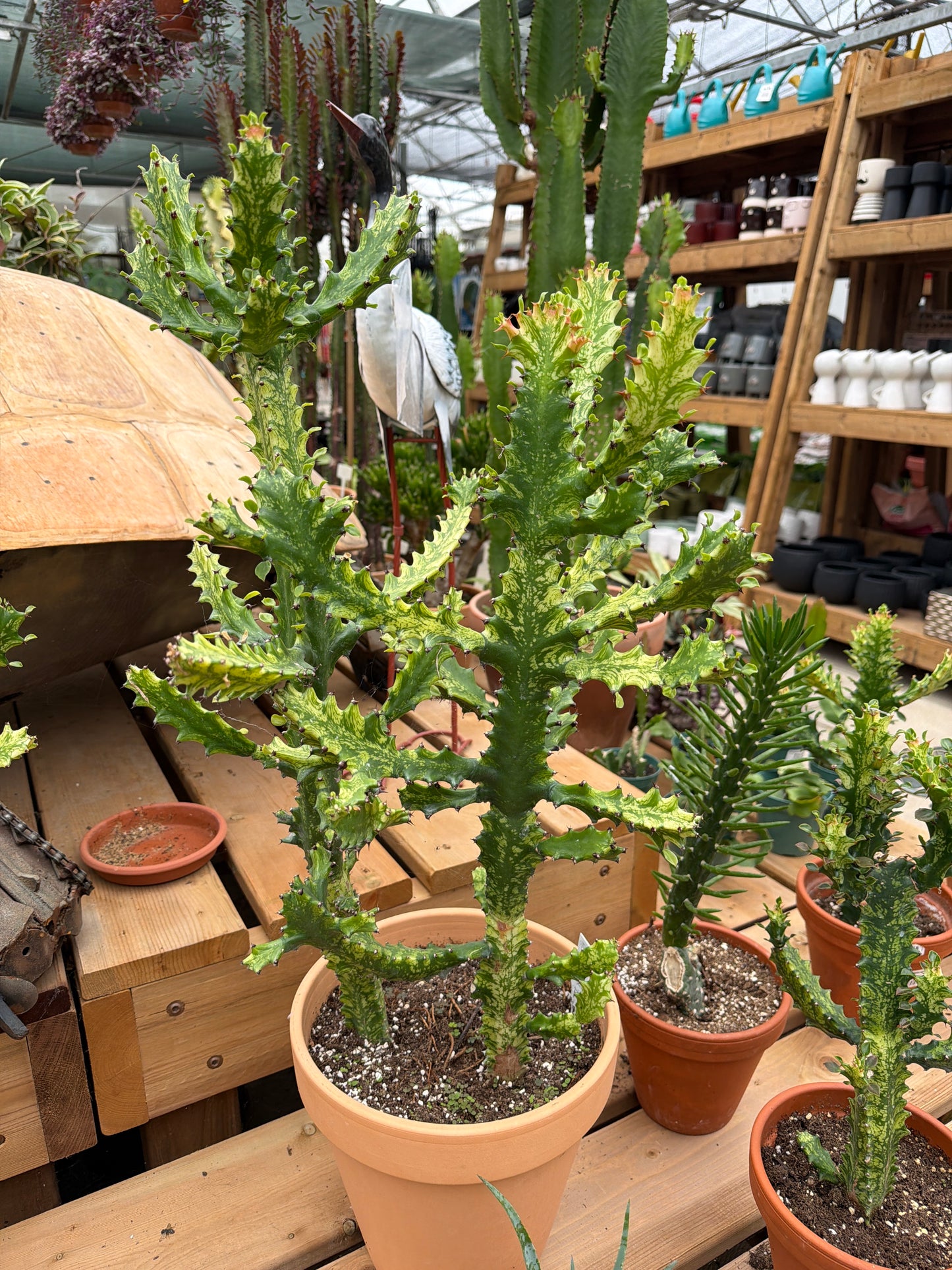 10" Euphorbia trigona variegata