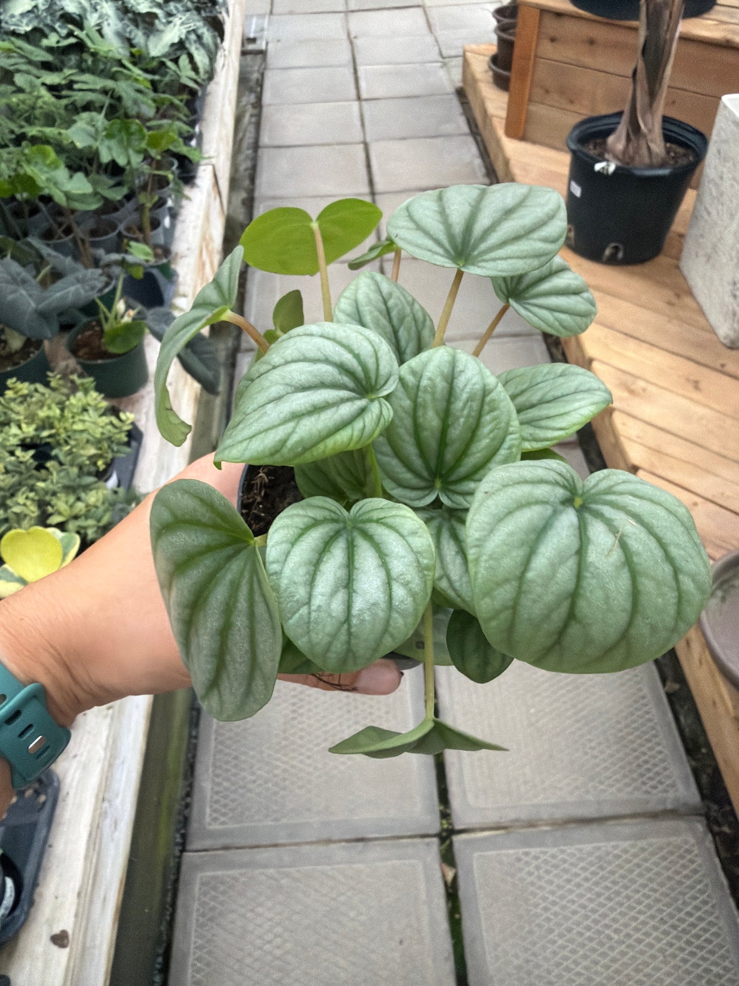 4" Peperomia Frost