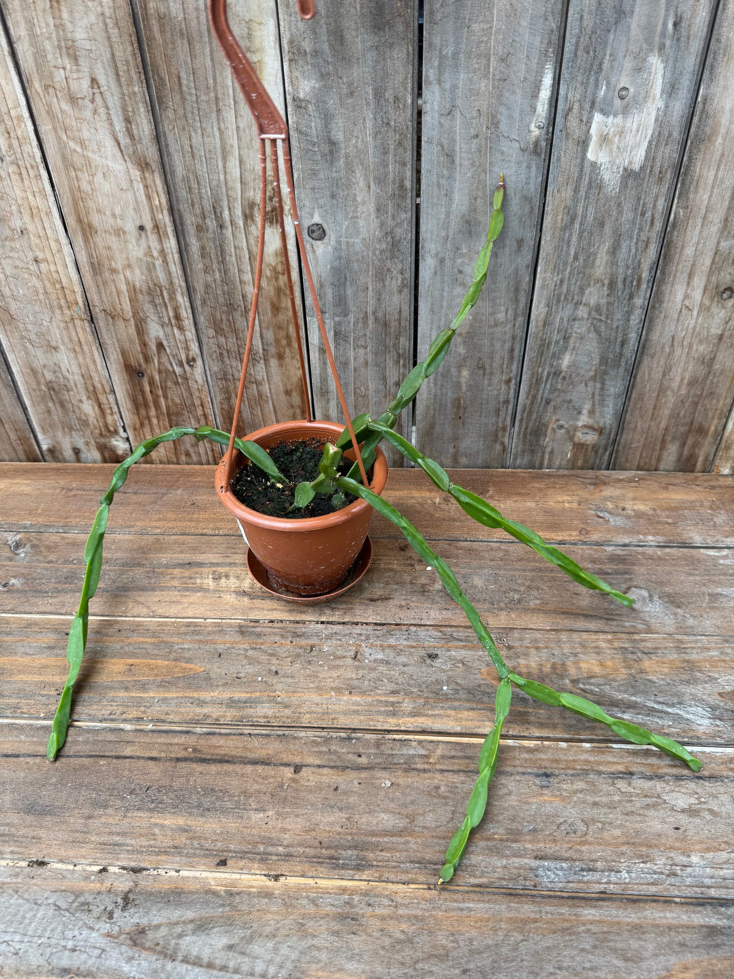 Rhipsalis paradoxa (4” HB)
