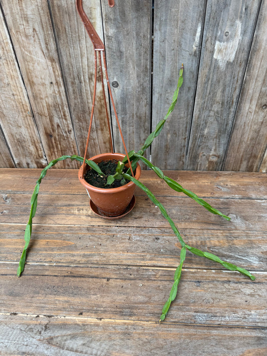 Rhipsalis paradoxa (4” HB)