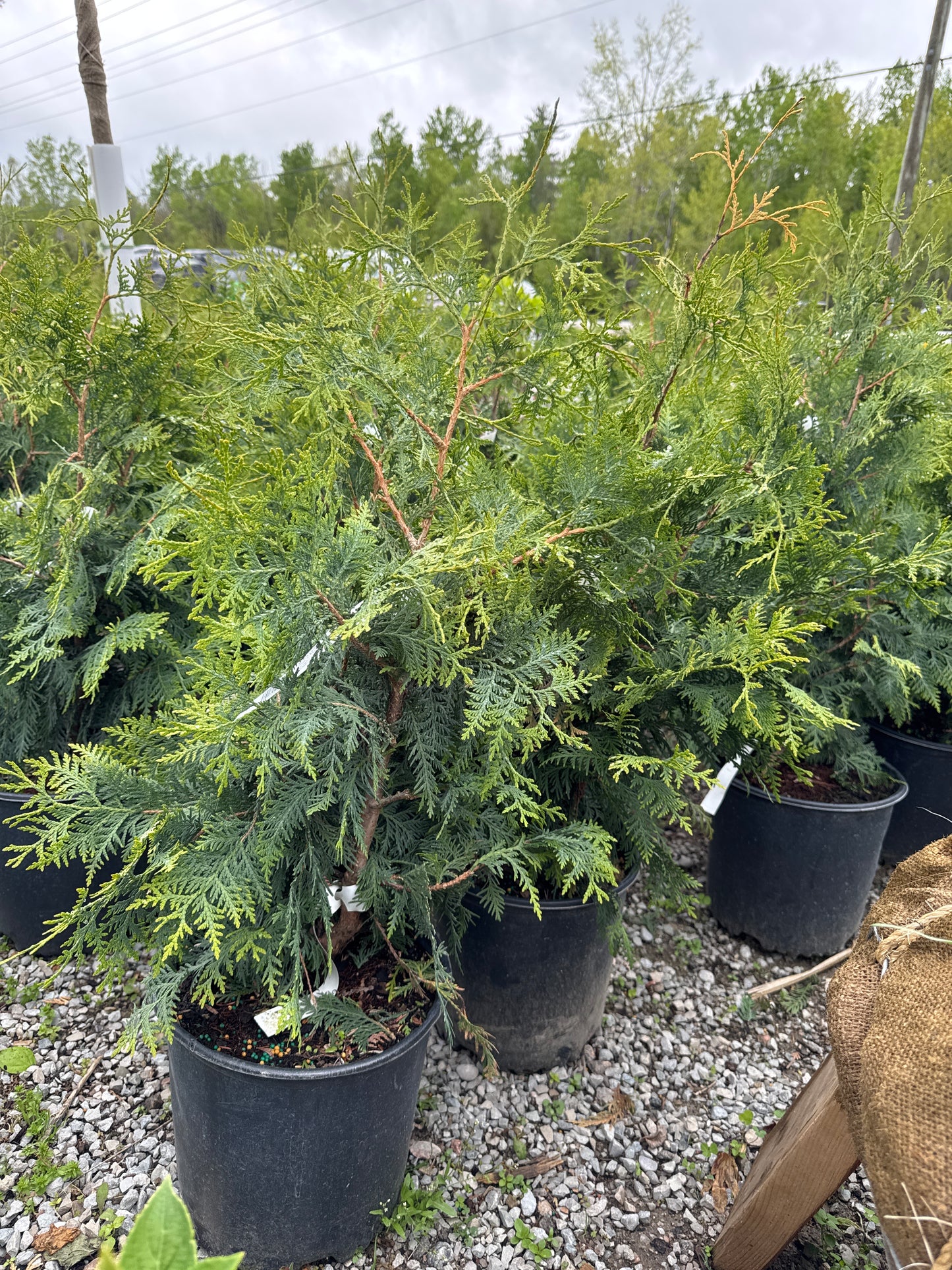 Black Cedar 3gal 2-3’