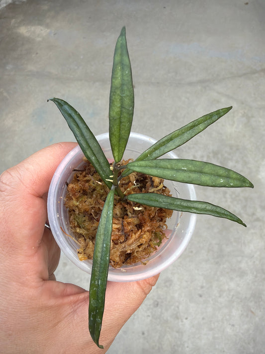 2" Hoya pauciflora