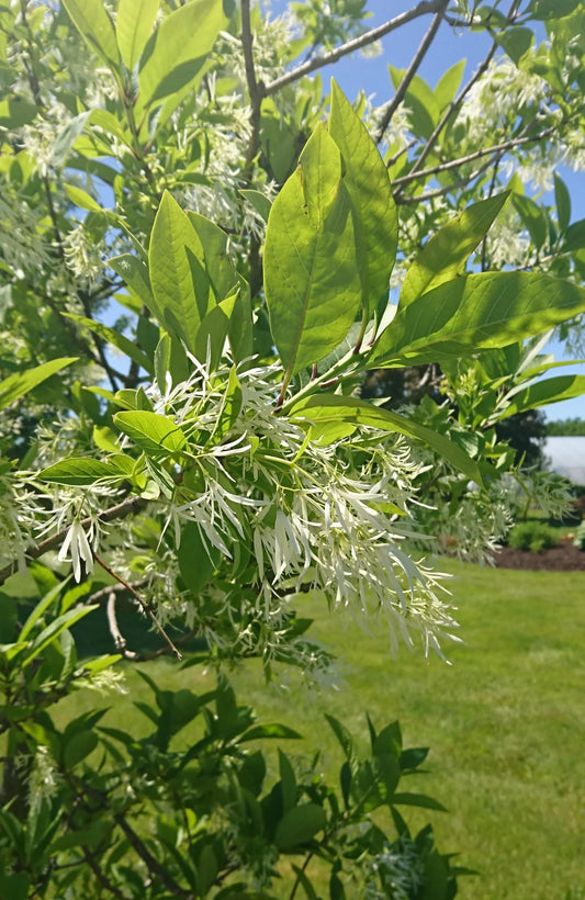 Fringe Tree