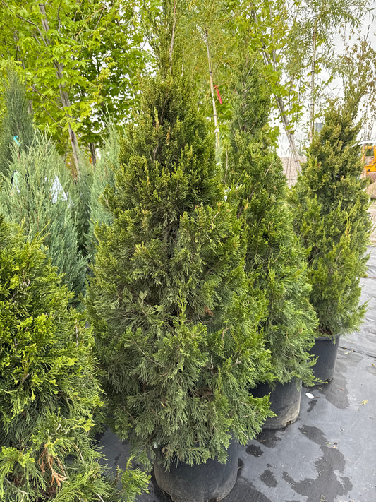 Spartan Juniper 7gal