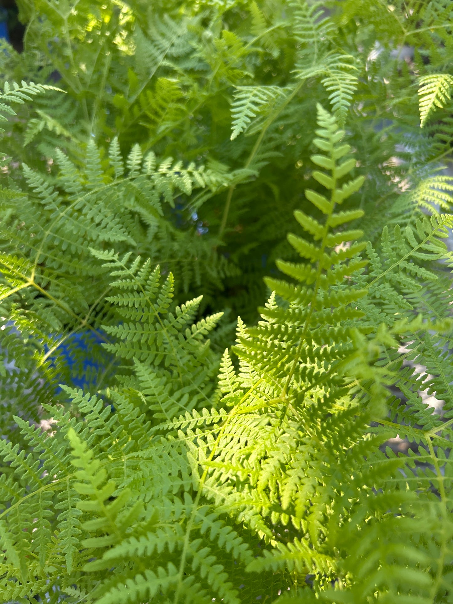 1gal Fern pteridium aquilinum (Bracken Fern)