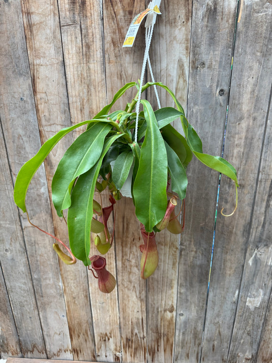 Nepenthes alata/Pitcher Plant (6” HB) (Local pick up only)