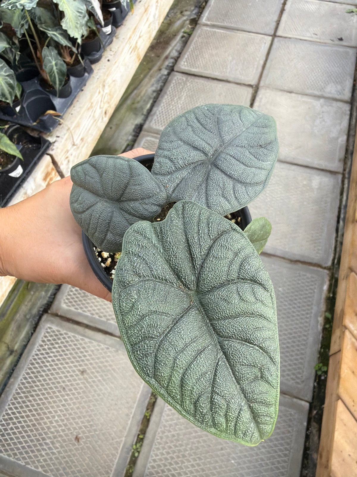 4" Alocasia Melo