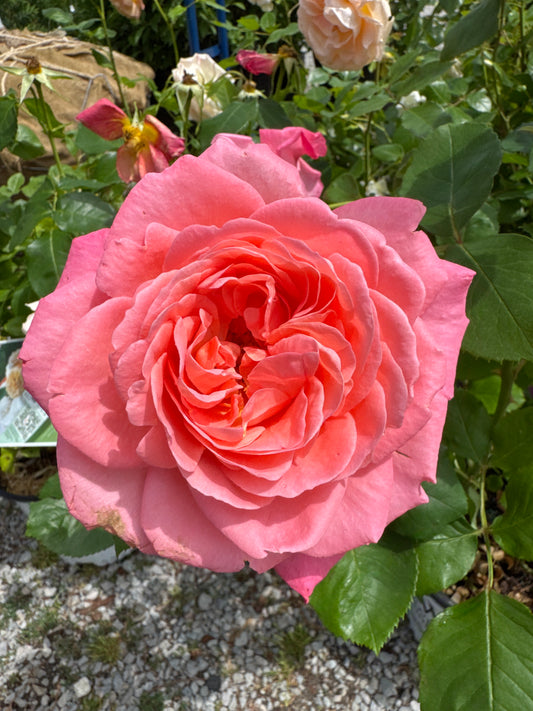 Rose 'Reminiscent Coral' (PW) 1gal