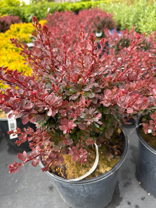 Japanese Barberry ‘Royal Burgundy’