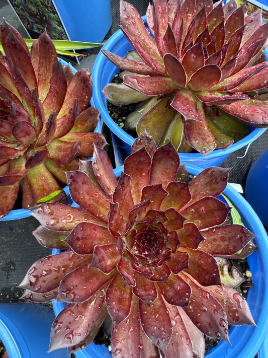 Sempervivum BLACK 1gal