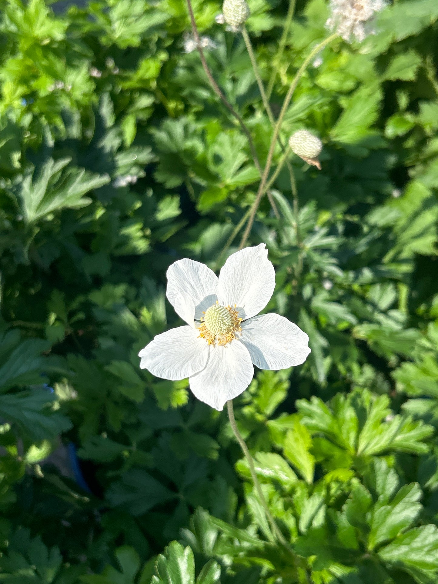 1gal Anemone sylvestris