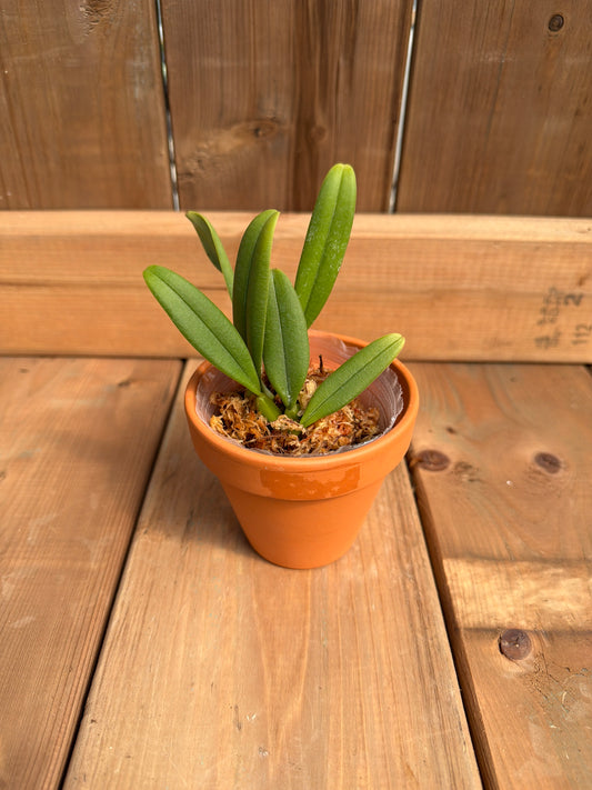 2"Bulbophyllum fascinator f. semialbum