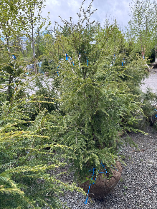 Hemlock, small 4’