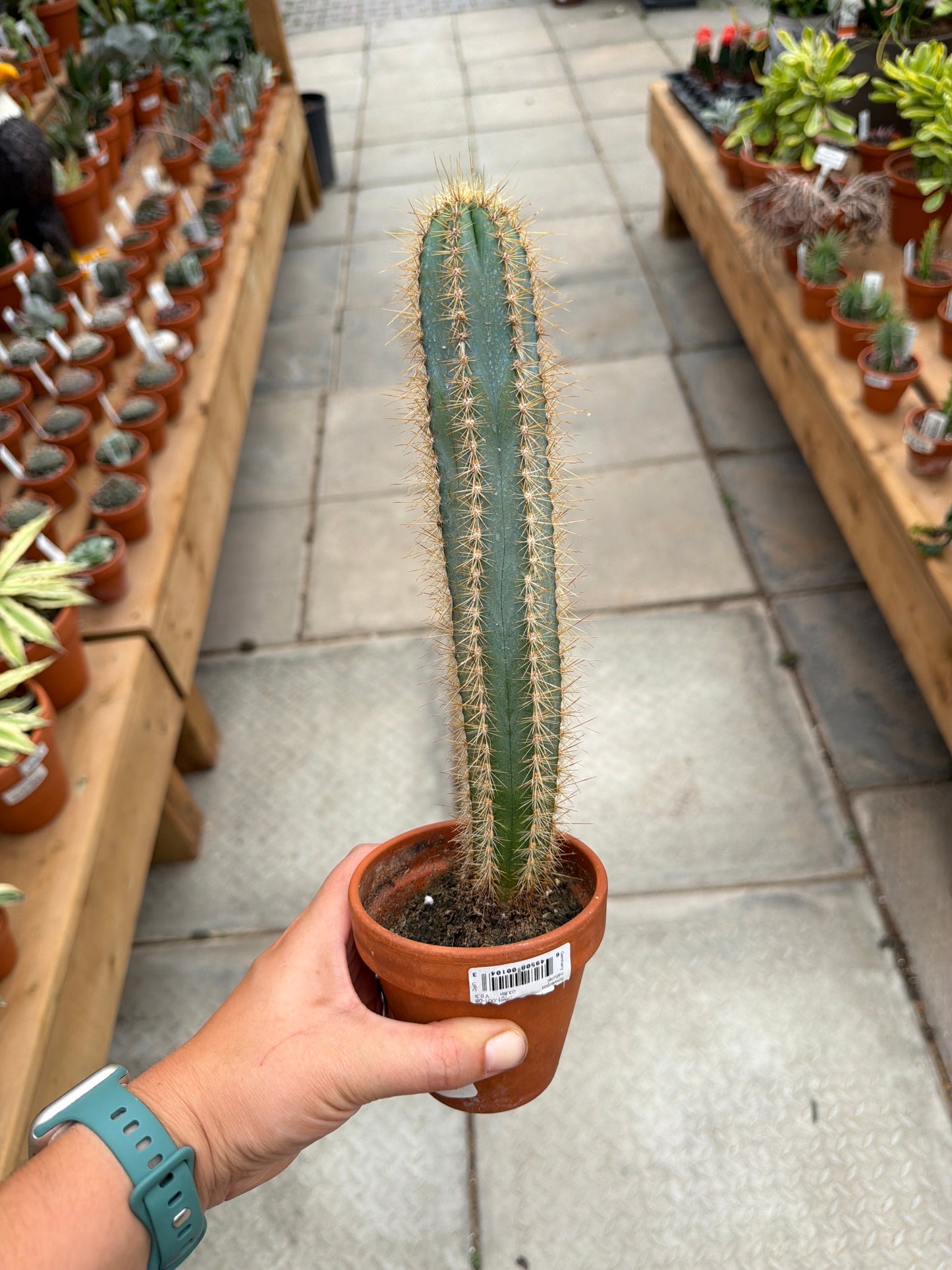 3" Blue Candle Cactus
