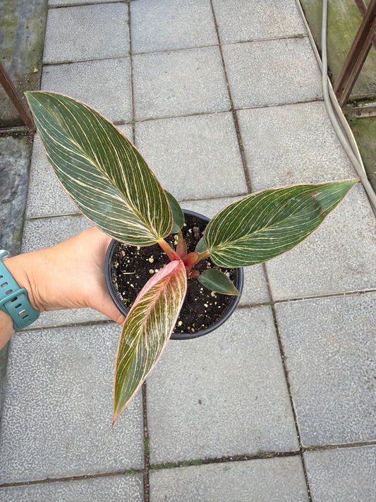 4" Philodendron Pink Birkin