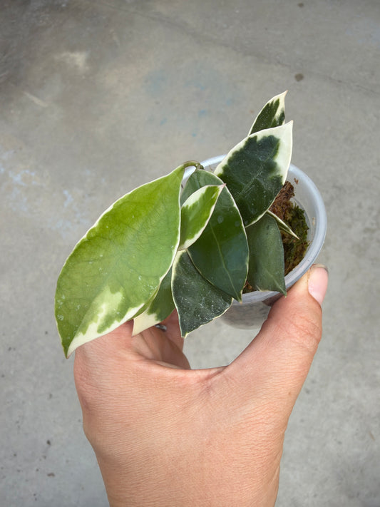 2" Hoya lacunosa 'Asami' (Clone 2)