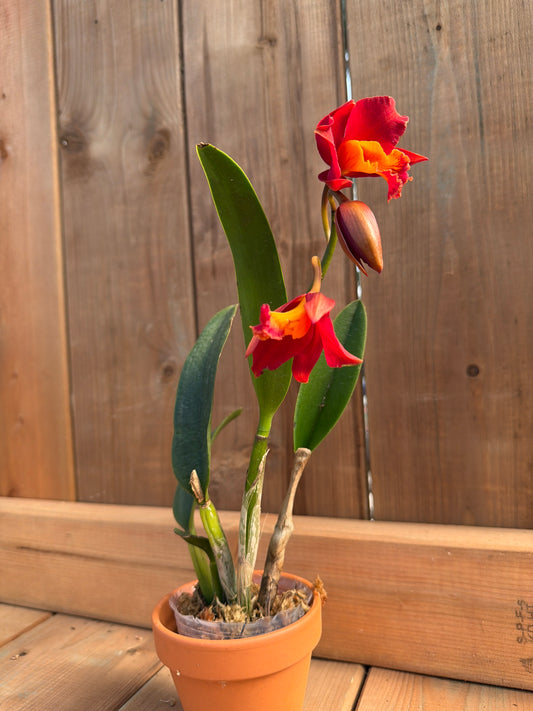 3" Rhyncattleanthe Shinfong Dawn