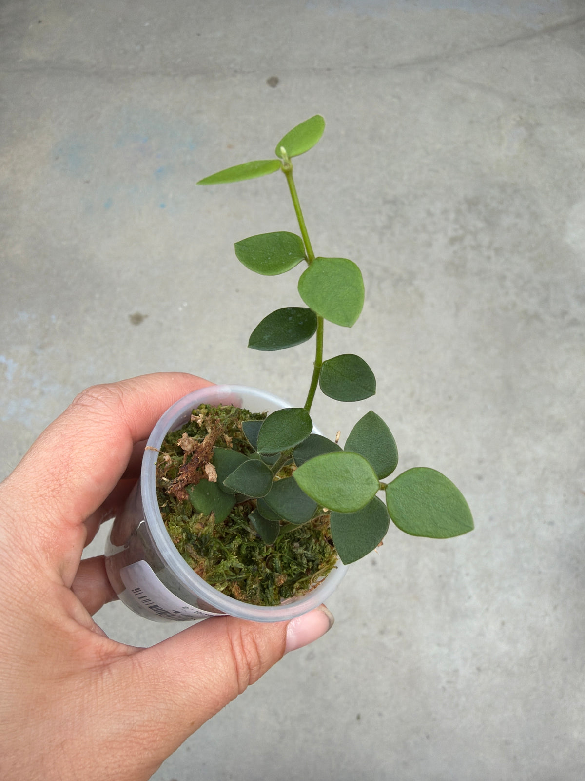 2" Hoya chinghungensis