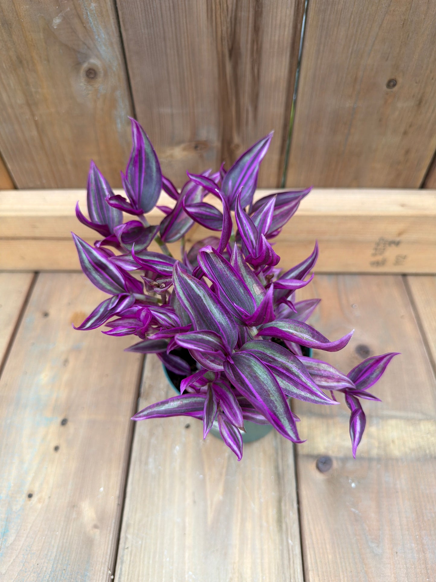 4.5” Tradescantia ‘Purple Passion'