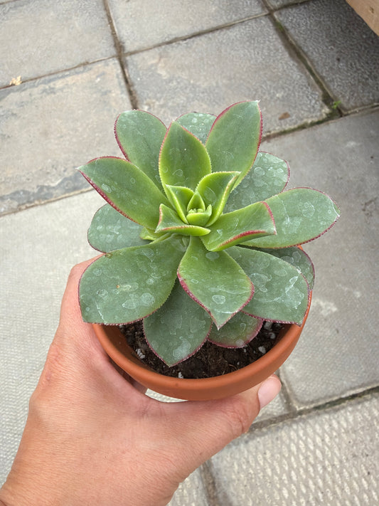 3" terracotta Aeonium Kiwi