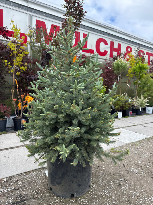Blue Spruce ‘Baby Blue’