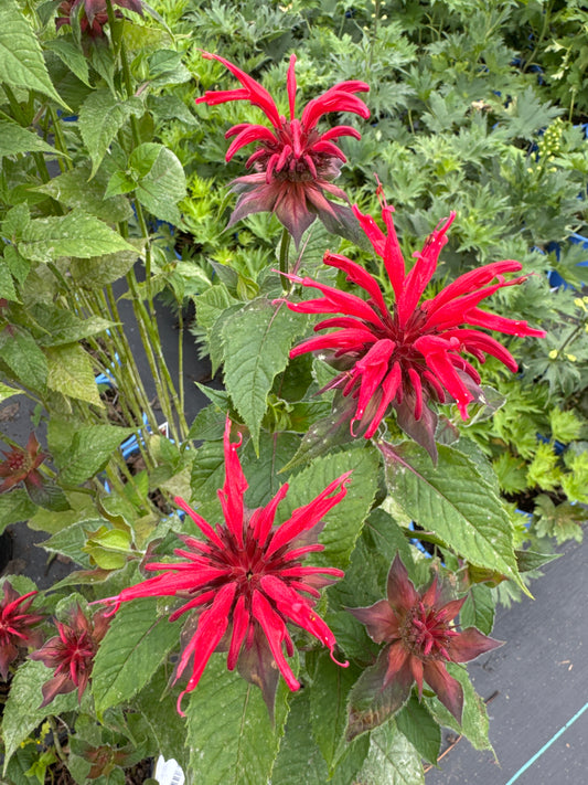 Monarda GARDENVIEW SCARLET 1gal