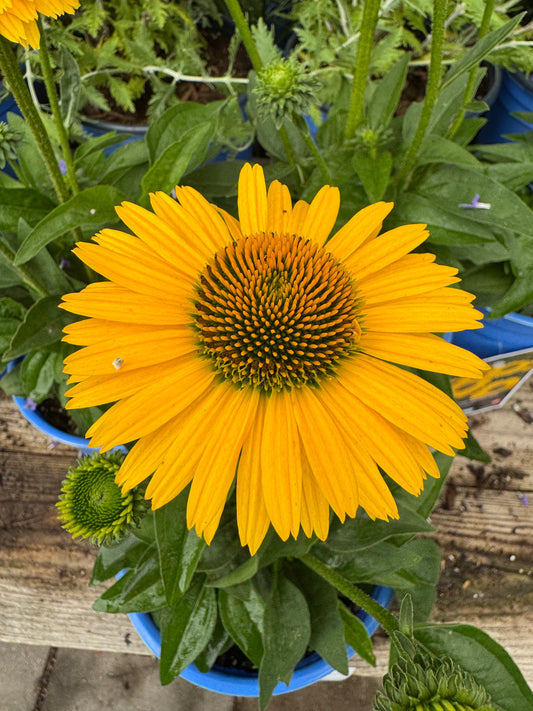 Echinacea 'Sunseekers Golden Sun' 1gal