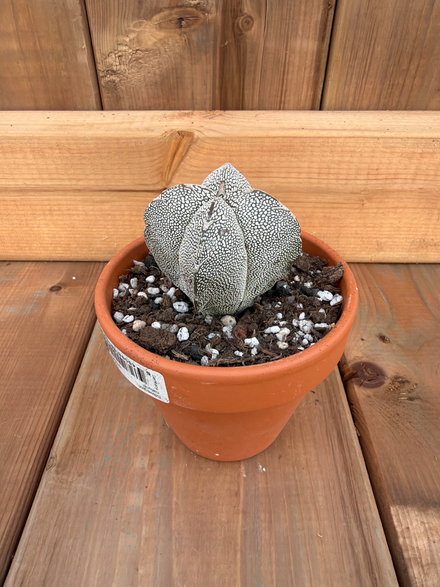 3" Astrophytum myriostigma