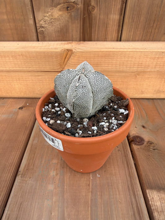 3" Astrophytum myriostigma