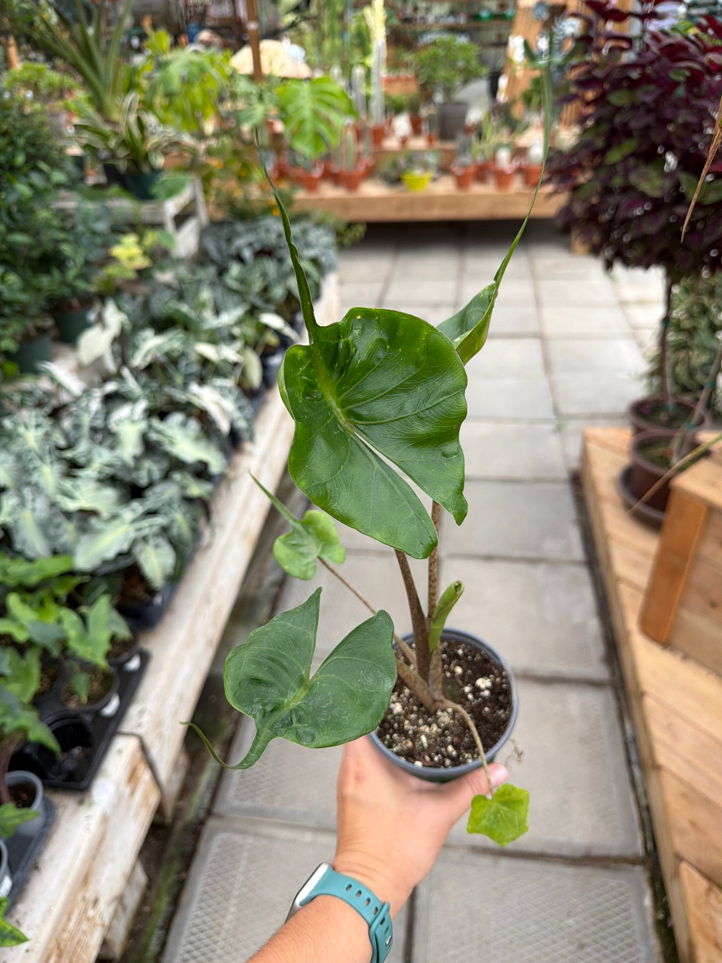 4" Alocasia Stingray