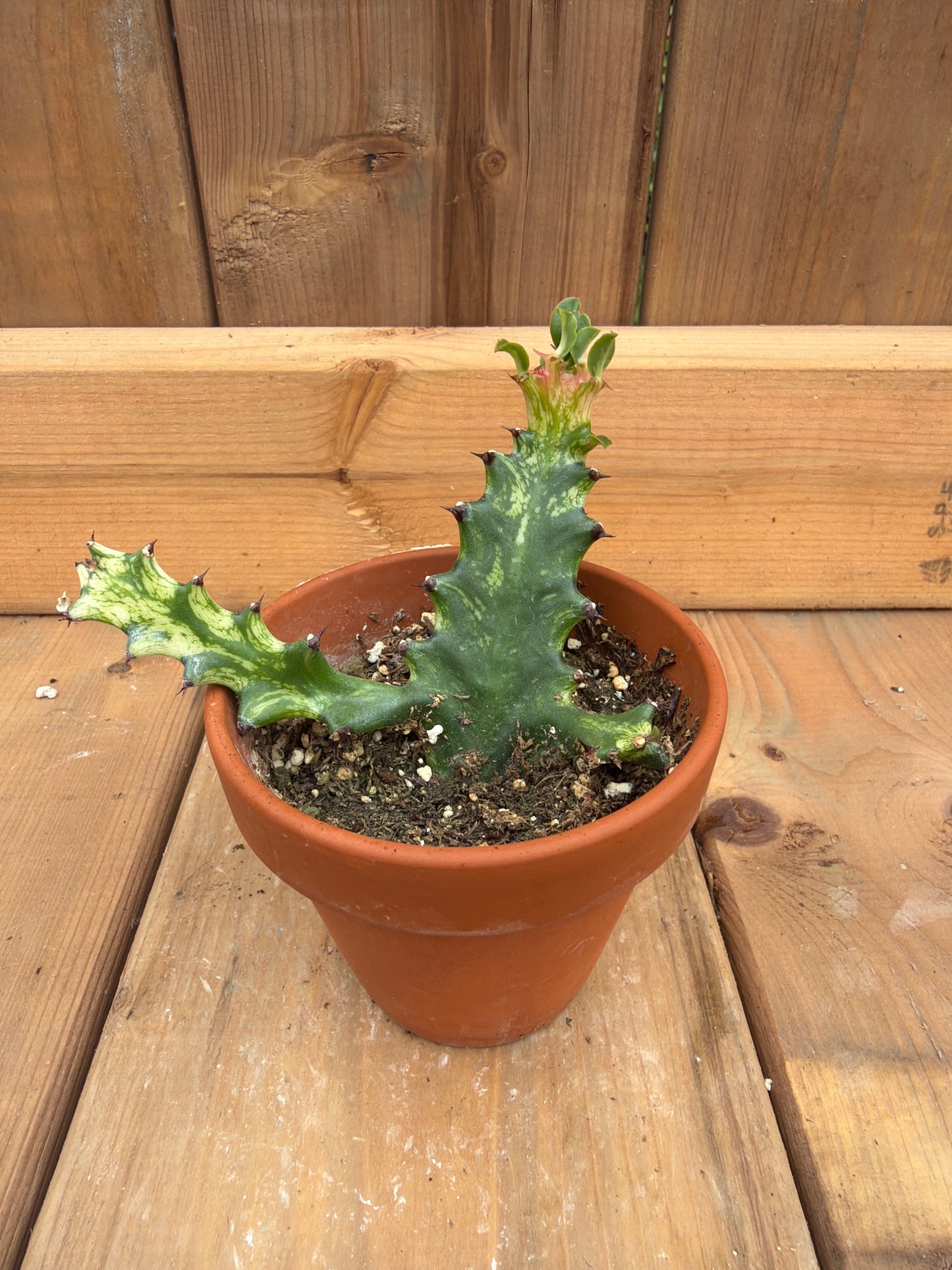 3" Euphorbia trigona variegata