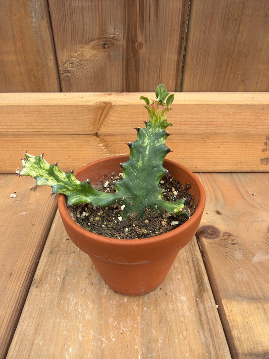 3" Euphorbia trigona variegata