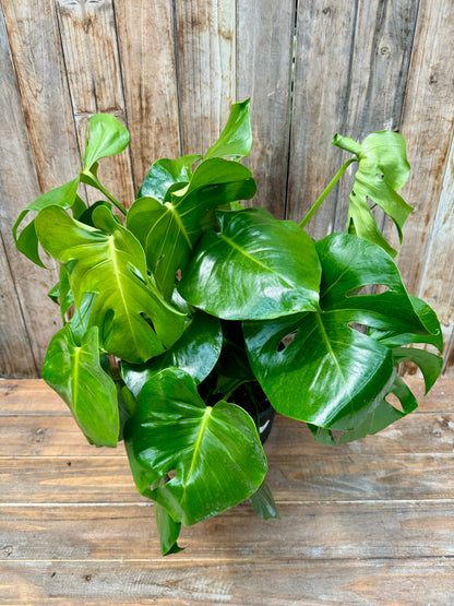 Monstera Deliciosa, 10” pot (Local Pick Up ONLY)