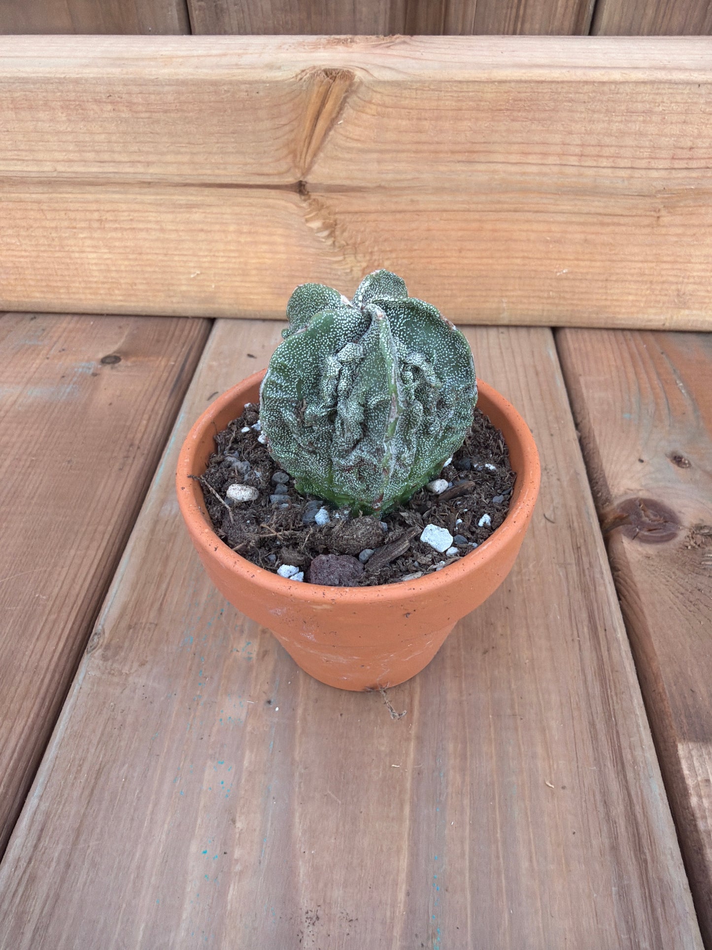 2" Astrophytum myriostigma 'Fukuryu'