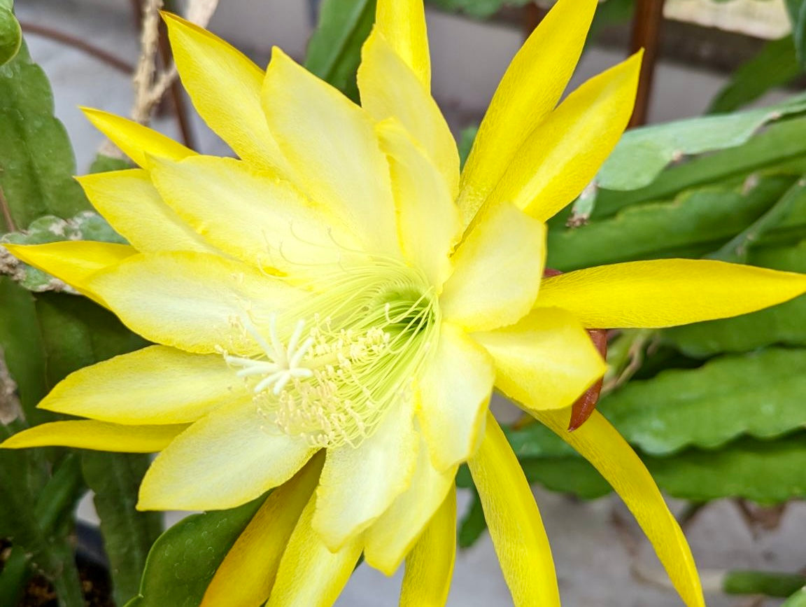 Epiphyllum (4 colours available)