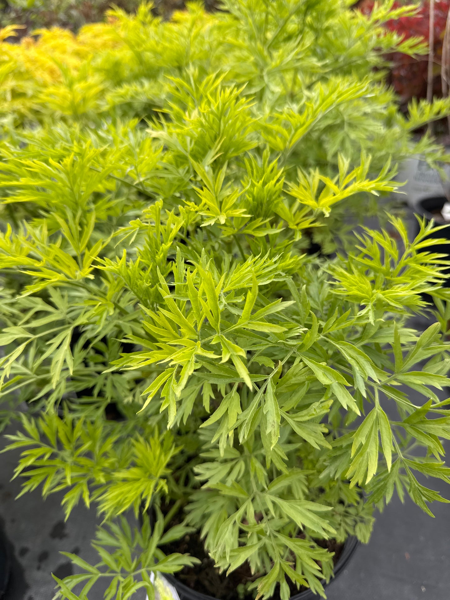 Elderberry GOLDEN TOWER 2gal