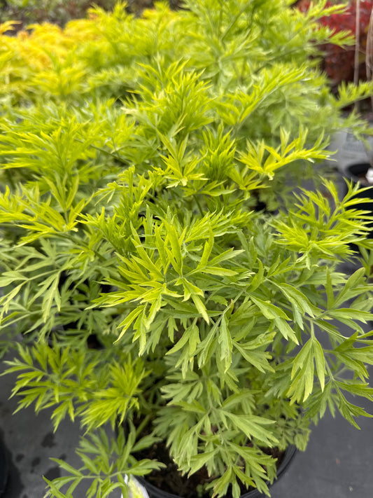 Elderberry GOLDEN TOWER 2gal