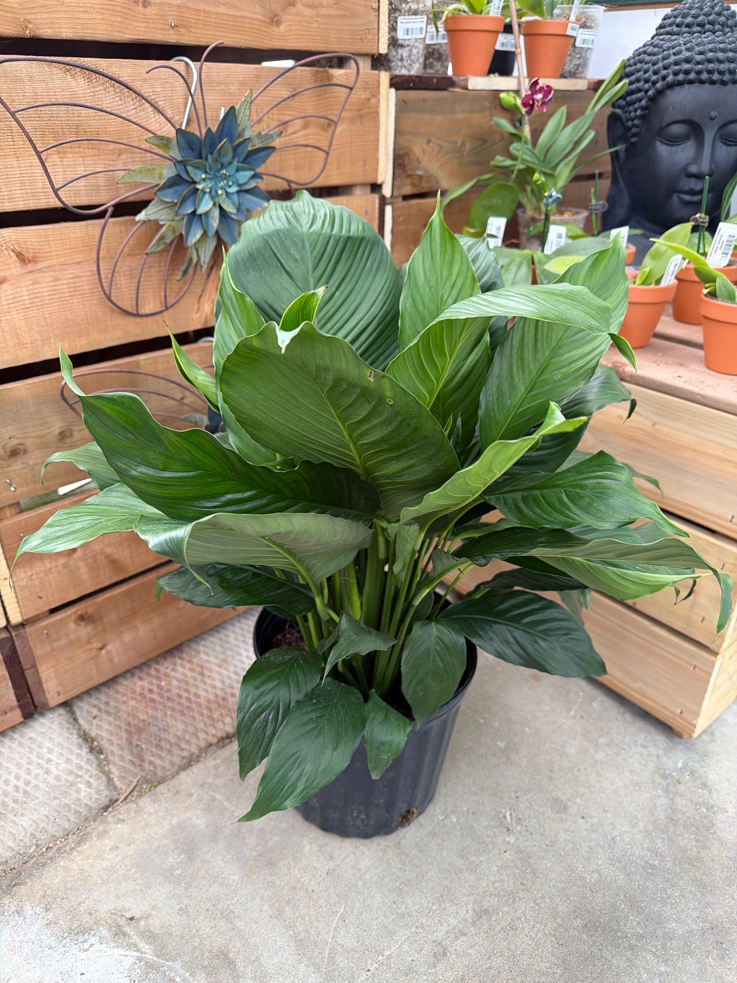 10" Peace Lily