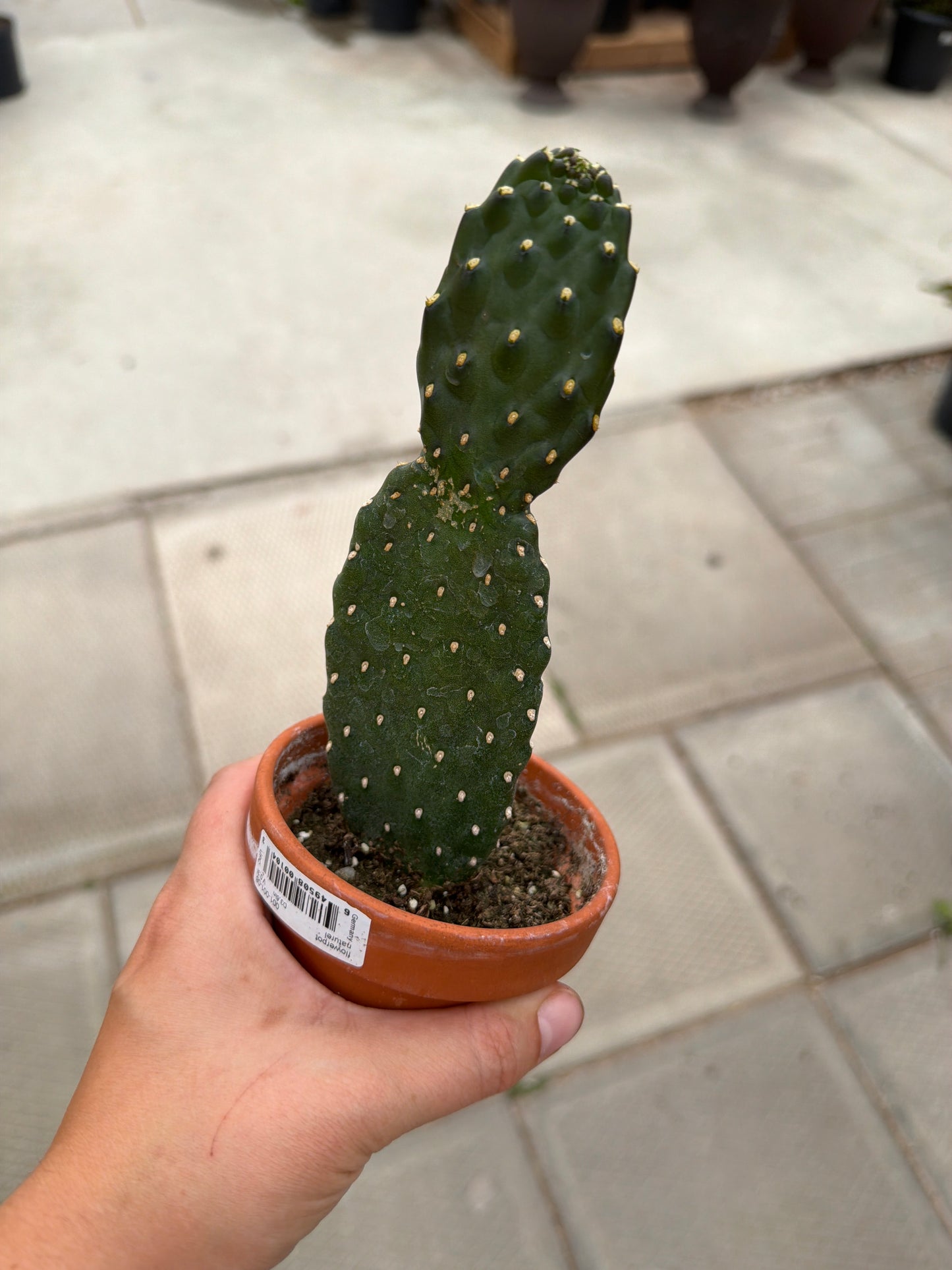 3" terracotta Cartoon Cactus