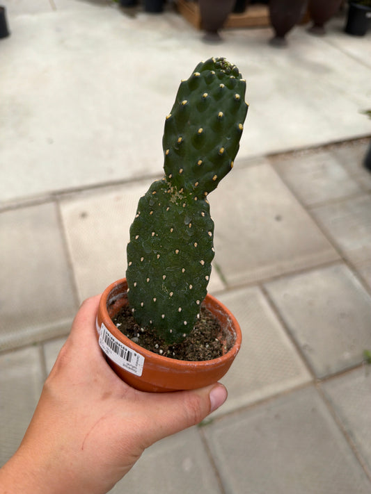 3" terracotta Cartoon Cactus