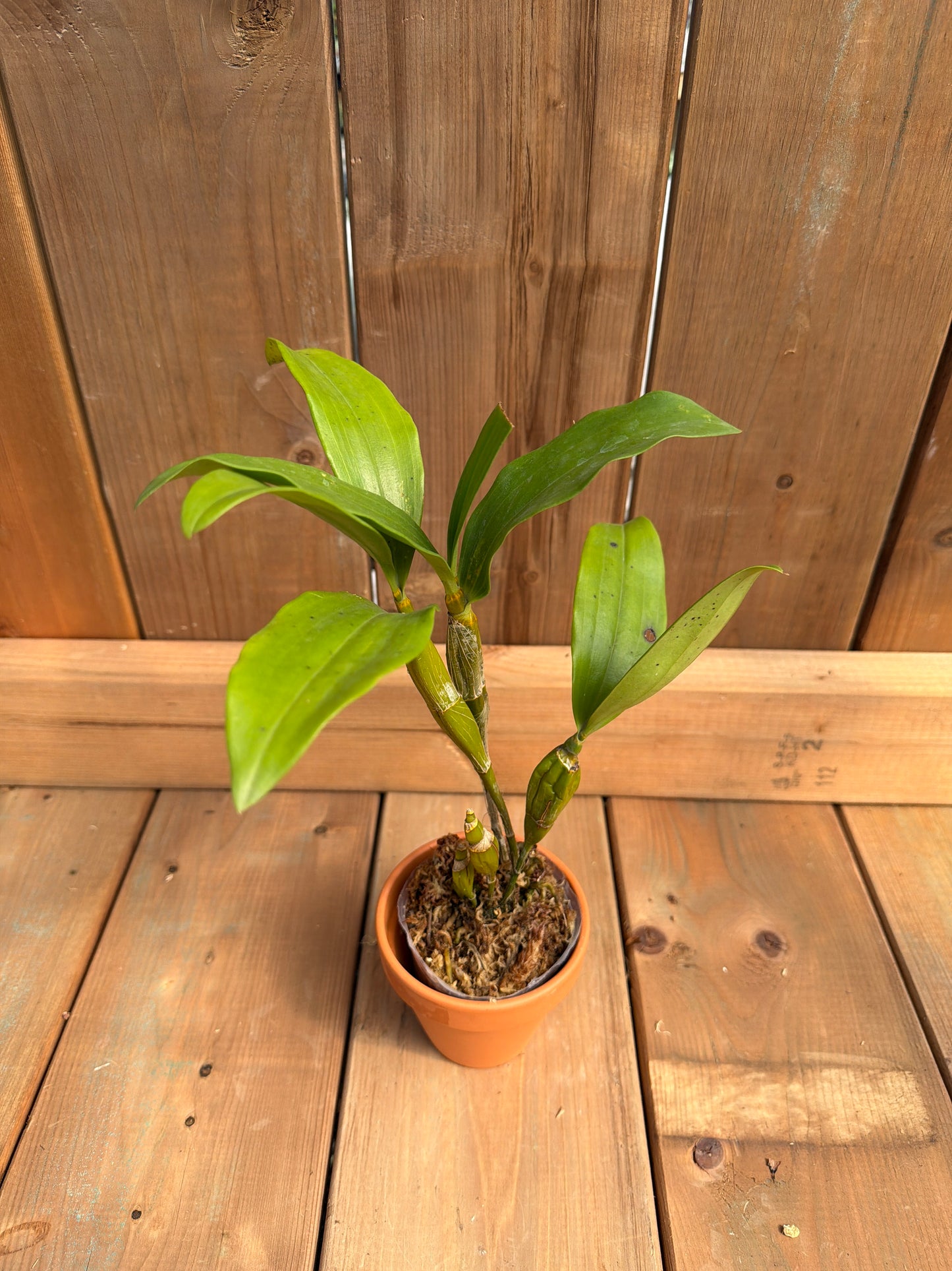Dendrobium farmeri f. petaloid album 'Hsinying'