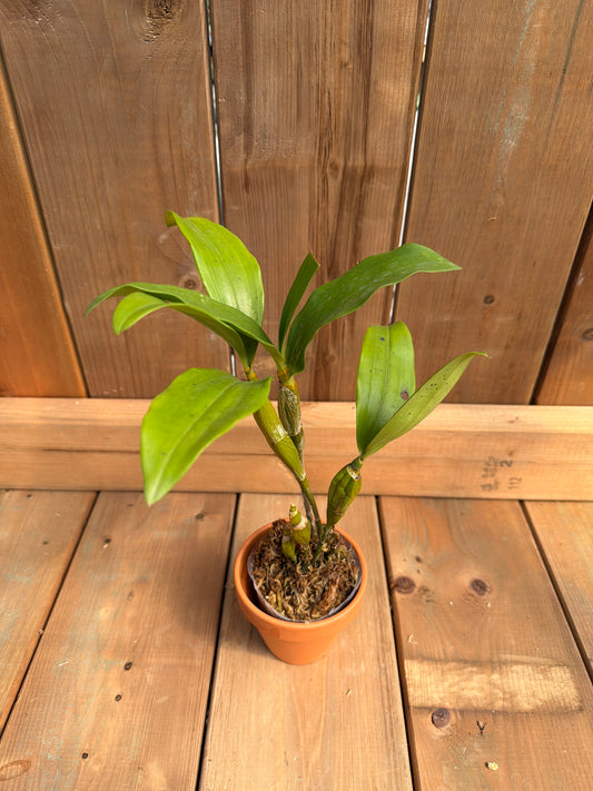 Dendrobium farmeri f. petaloid album 'Hsinying'
