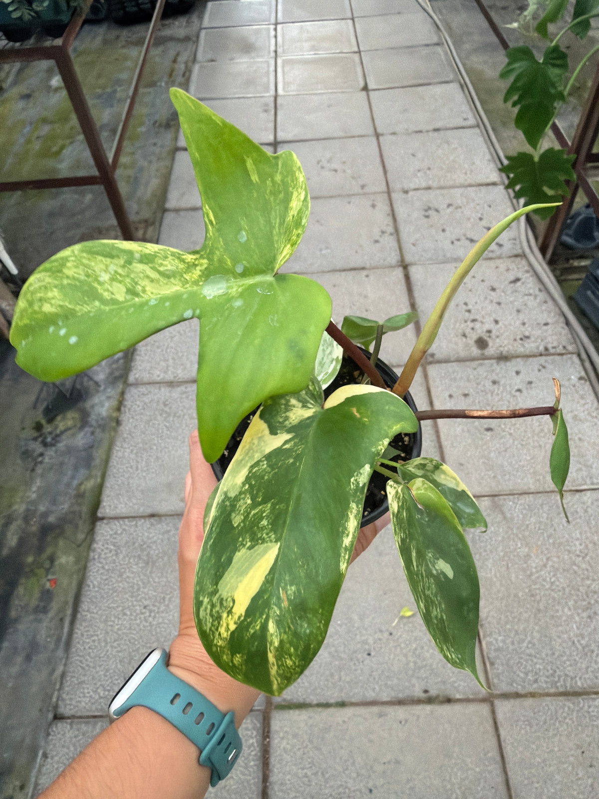 4" Philodendron Florida Beauty