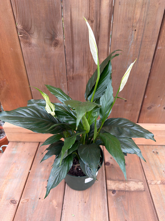 6" Peace Lily