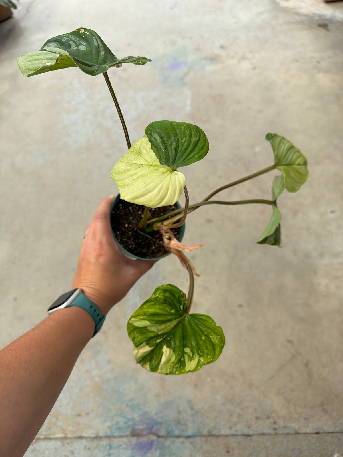 4.5" Philodendron mamei variegata