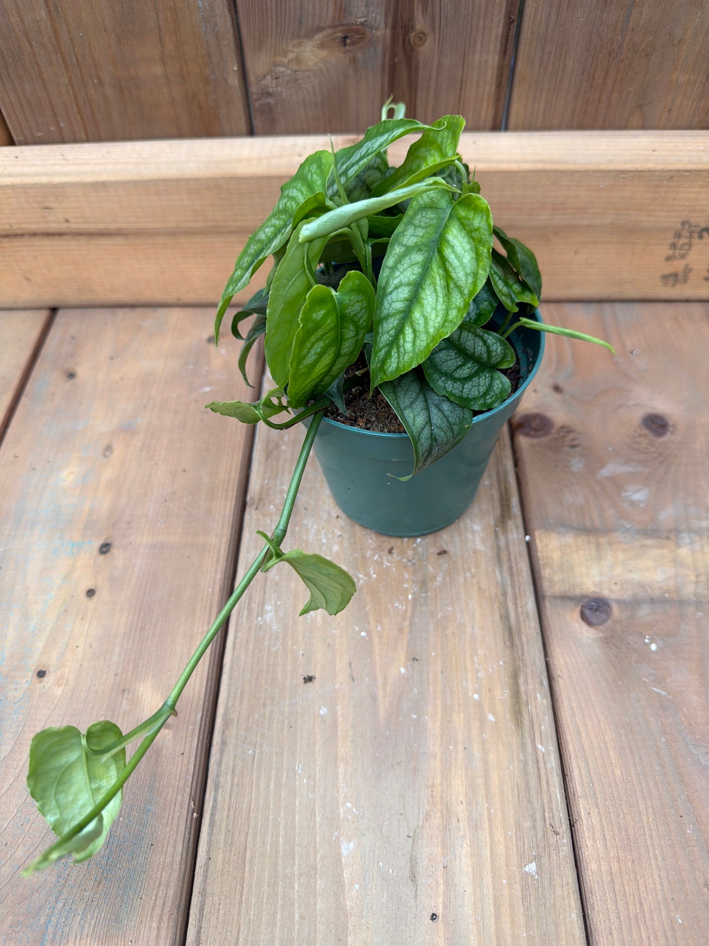 4.5" Monstera siltepecana