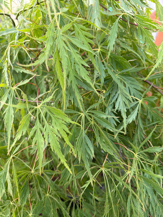 Japanese Maple Germaines Gyration 10gal