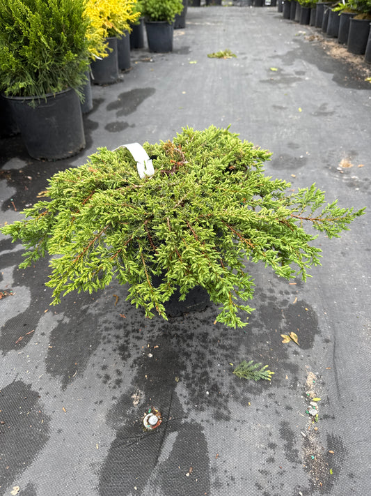 Green Carpet Juniper 3gal