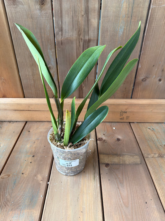 4.5" Rhyncholaeliocattleya Sheila Riggs