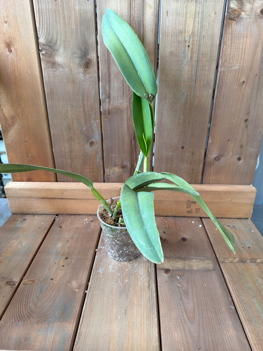 4.5" Cattleya maxima f. coerulea Ecua 0168 x Gigi Dream